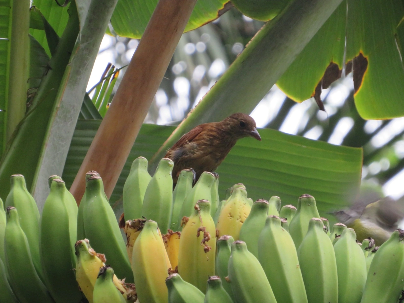Tiê-preto (Tachyphonus coronatus), aves, fotografado em Maresias, São Sebastião
