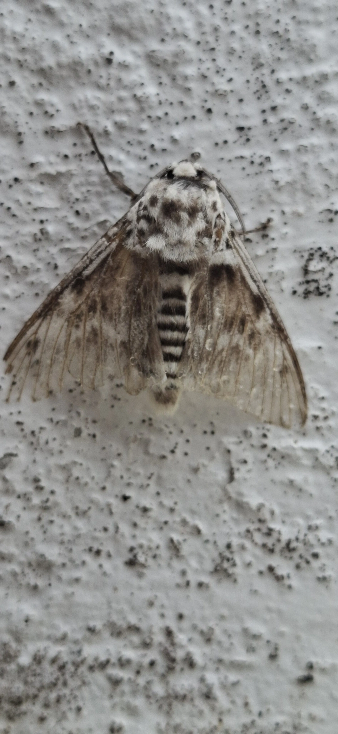 Podalia, insetos, fotografado em Maresias, São Sebastião