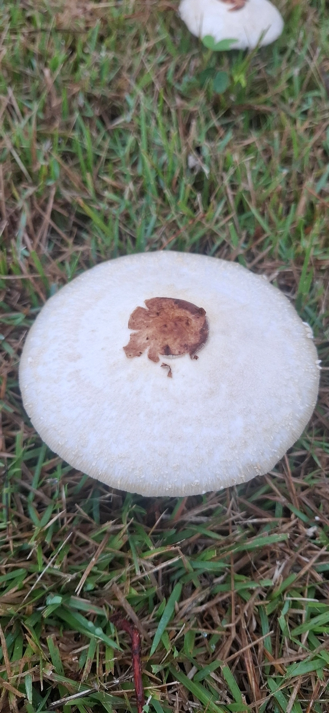 Chlorophyllum, fungos, fotografado em Maresias, São Sebastião