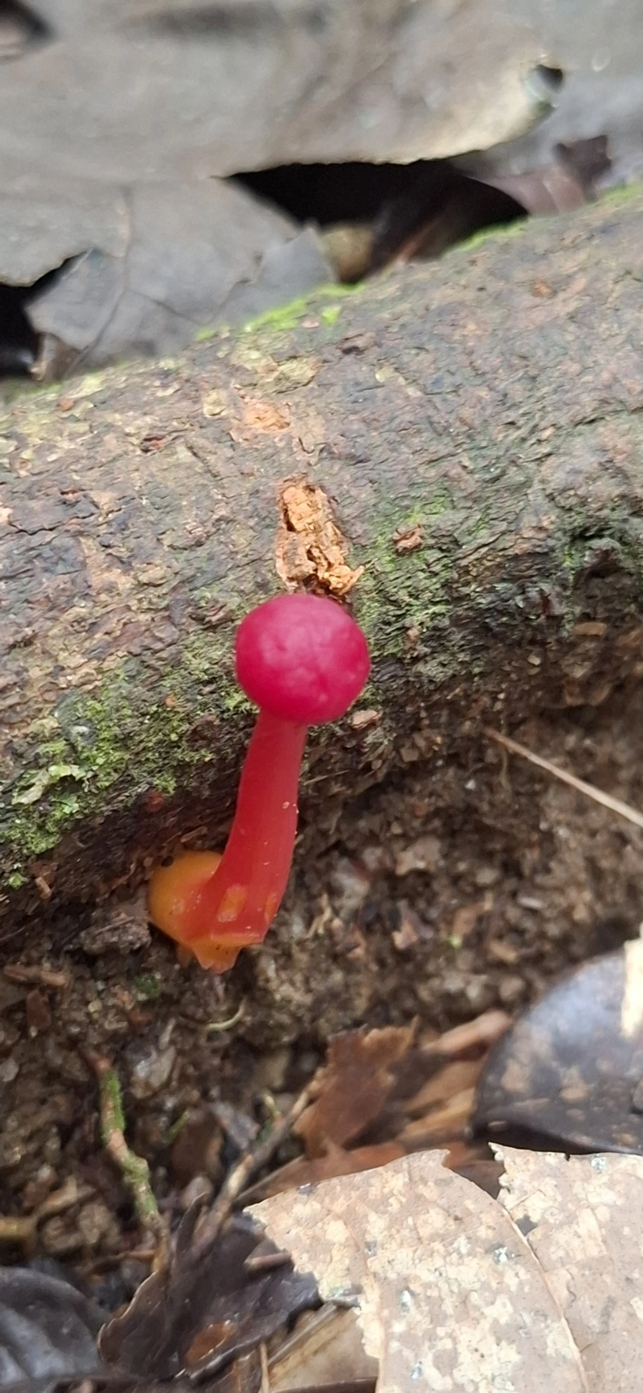 Hygrocybe, fungos, fotografado em Enxovas, Ilhabela