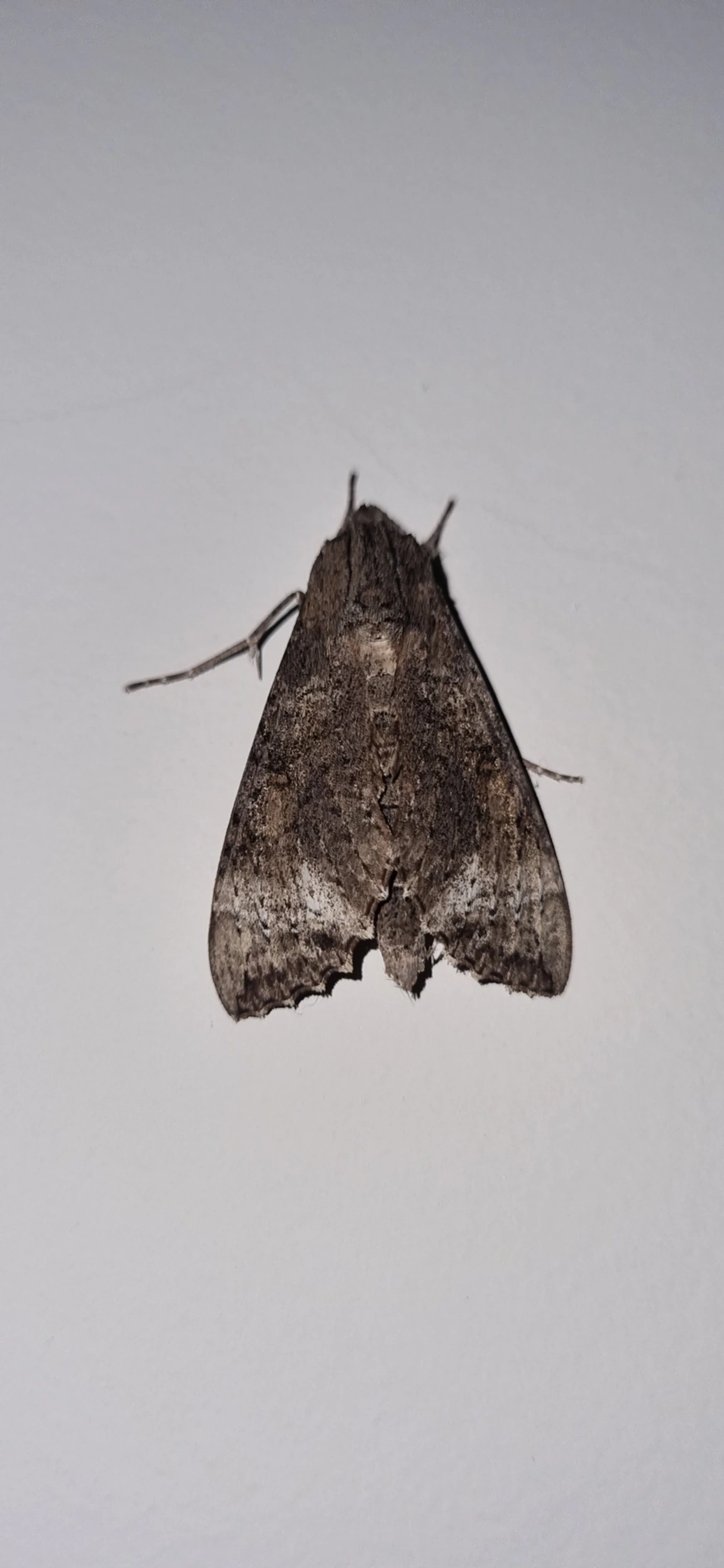 Isognathus allamandae, insetos, fotografado em Maresias, São Sebastião