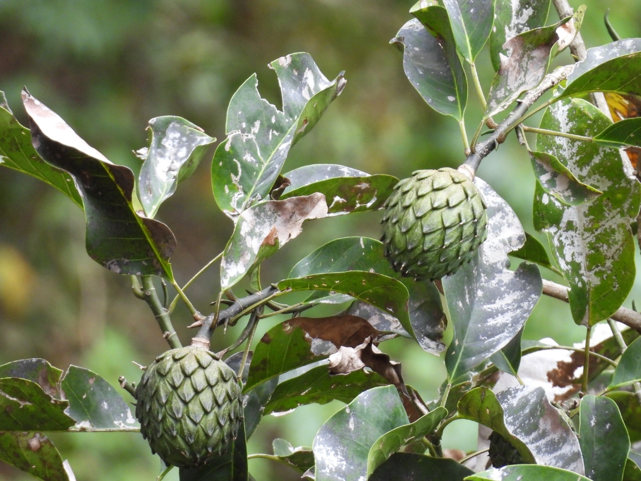 Baguaçu (Magnolia ovata), plantas, fotografado em Itamonte