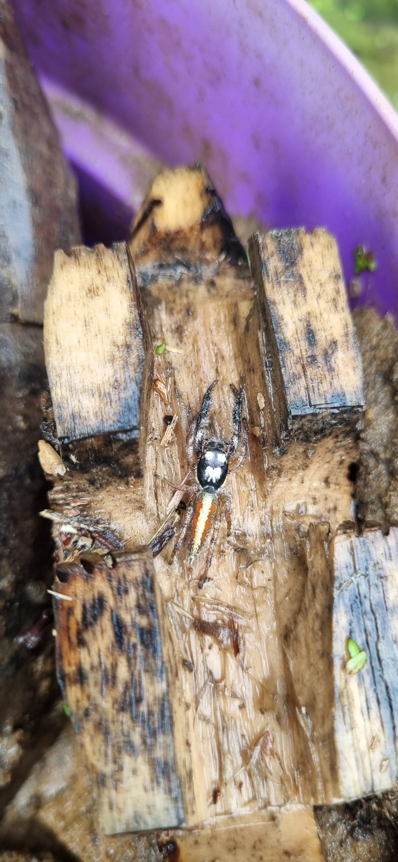 Psecas, aracnídeos, fotografado em Maresias, São Sebastião
