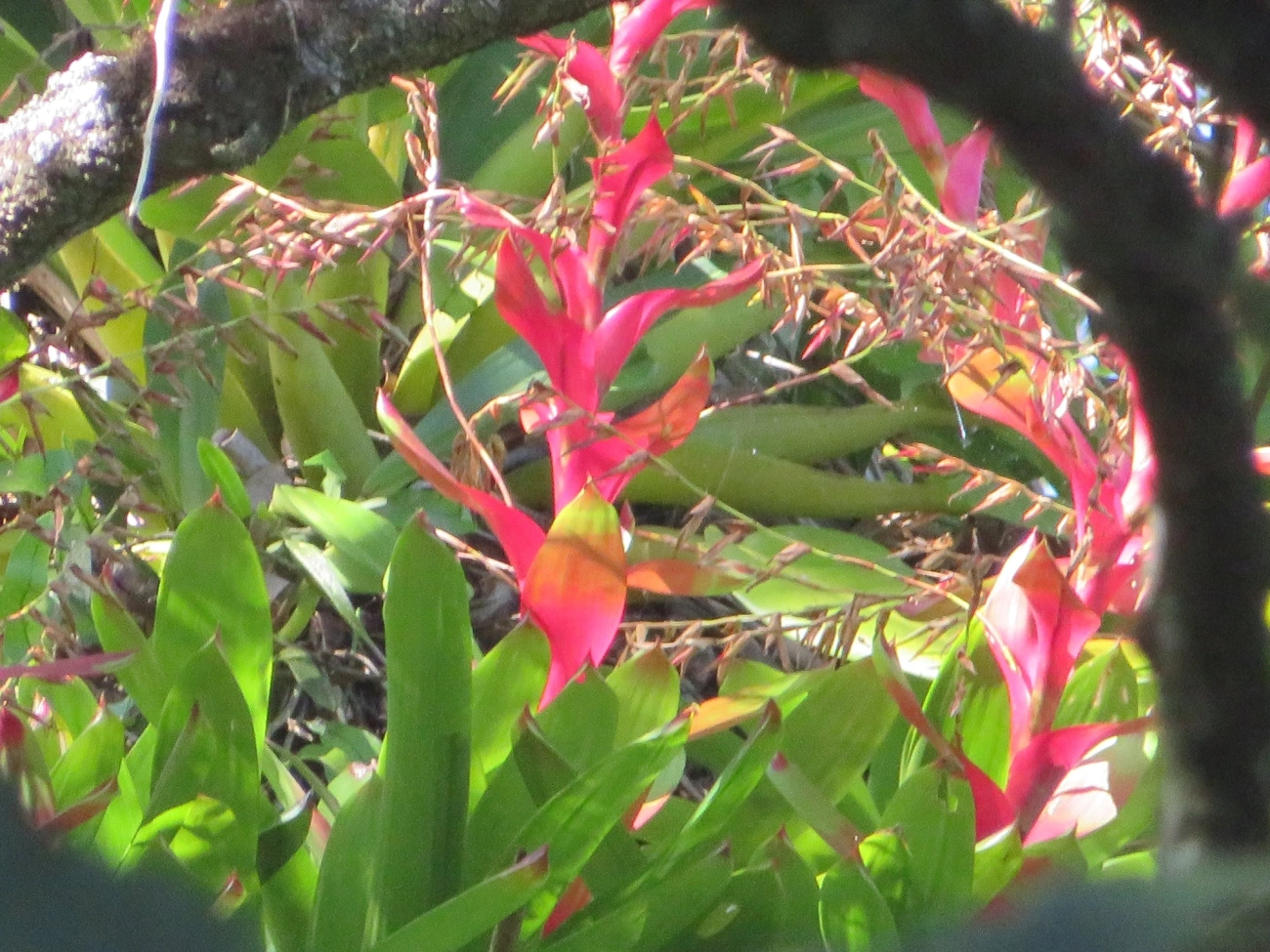 Bromélia-ponta-preta (Vriesea philippocoburgi), plantas, fotografado em Paúba, São Sebastião