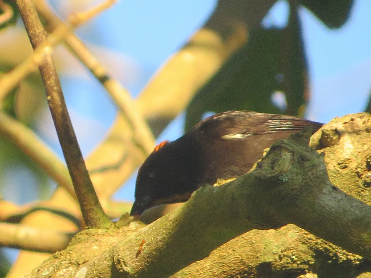Tiê-galo (Loriotus cristatus), aves, fotografado em Maresias, São Sebastião