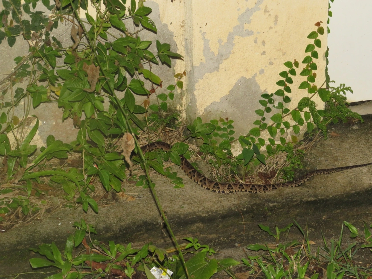 Jararacuçu (Bothrops jararacussu), répteis, fotografado em Maresias, São Sebastião