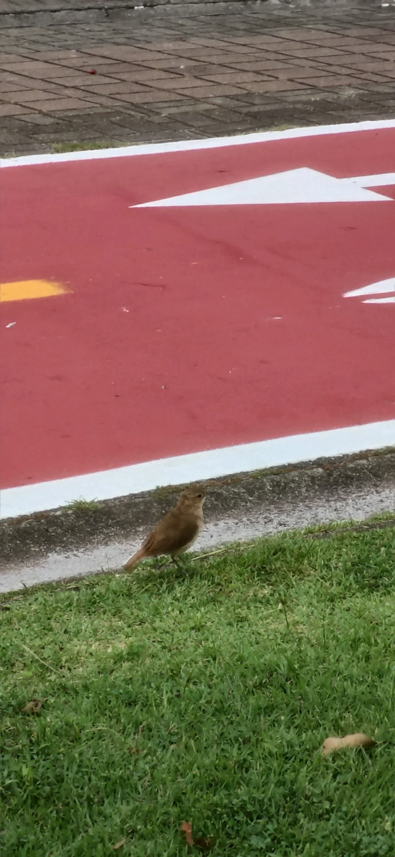 João-de-barro (Furnarius rufus), aves, fotografado em São Sebastião