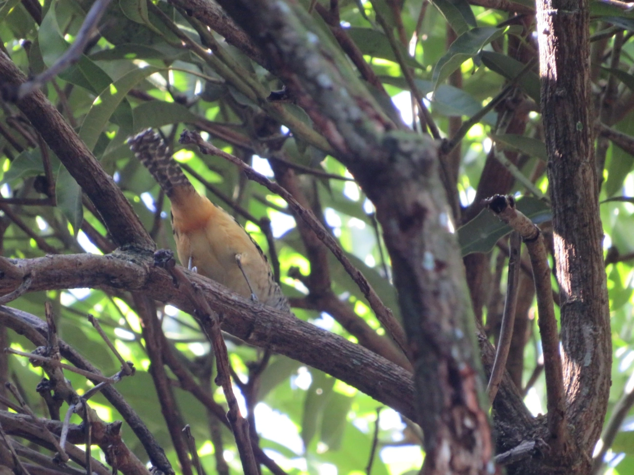 Chocão-carijó (Hypoedaleus guttatus), aves, fotografado em Maresias, São Sebastião