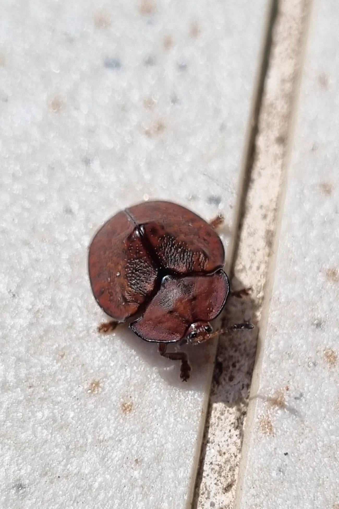 Chelymorpha, insetos, fotografado em Maresias, São Sebastião
