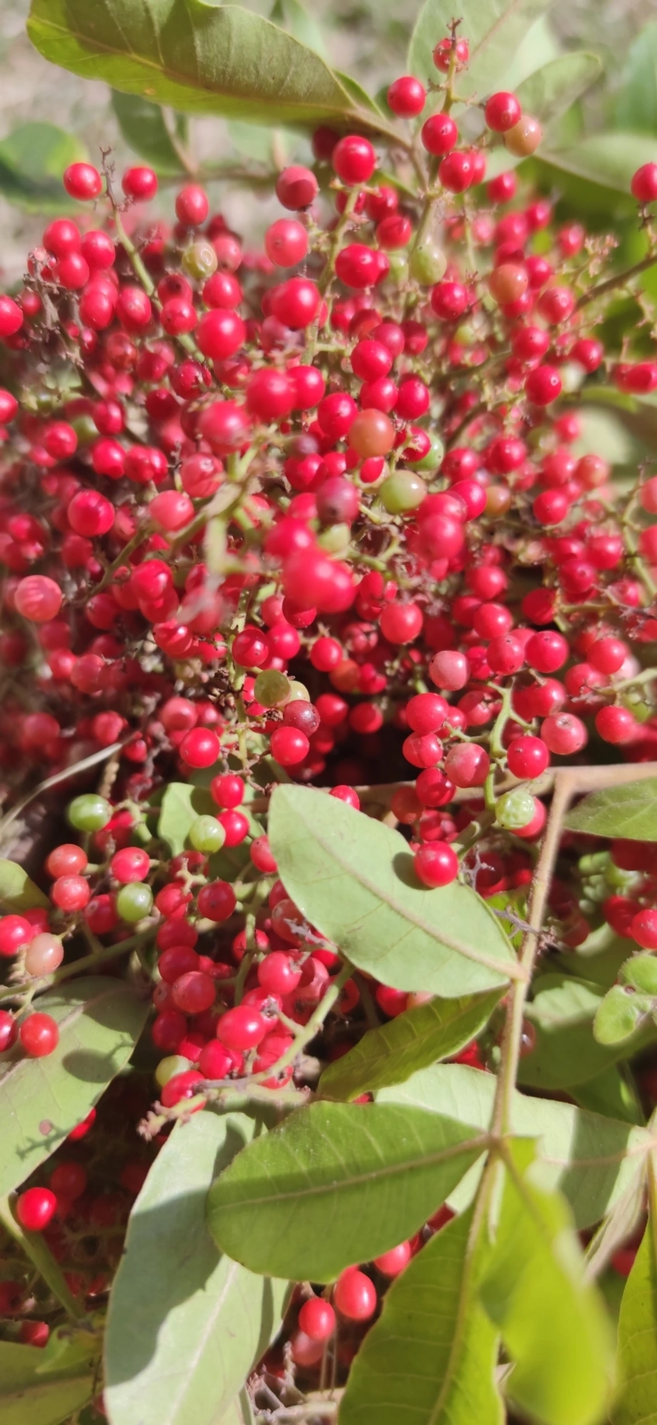 Aroeira-pimenteira (Schinus terebinthifolia), plantas, fotografado em Indaiá, Caraguatatuba