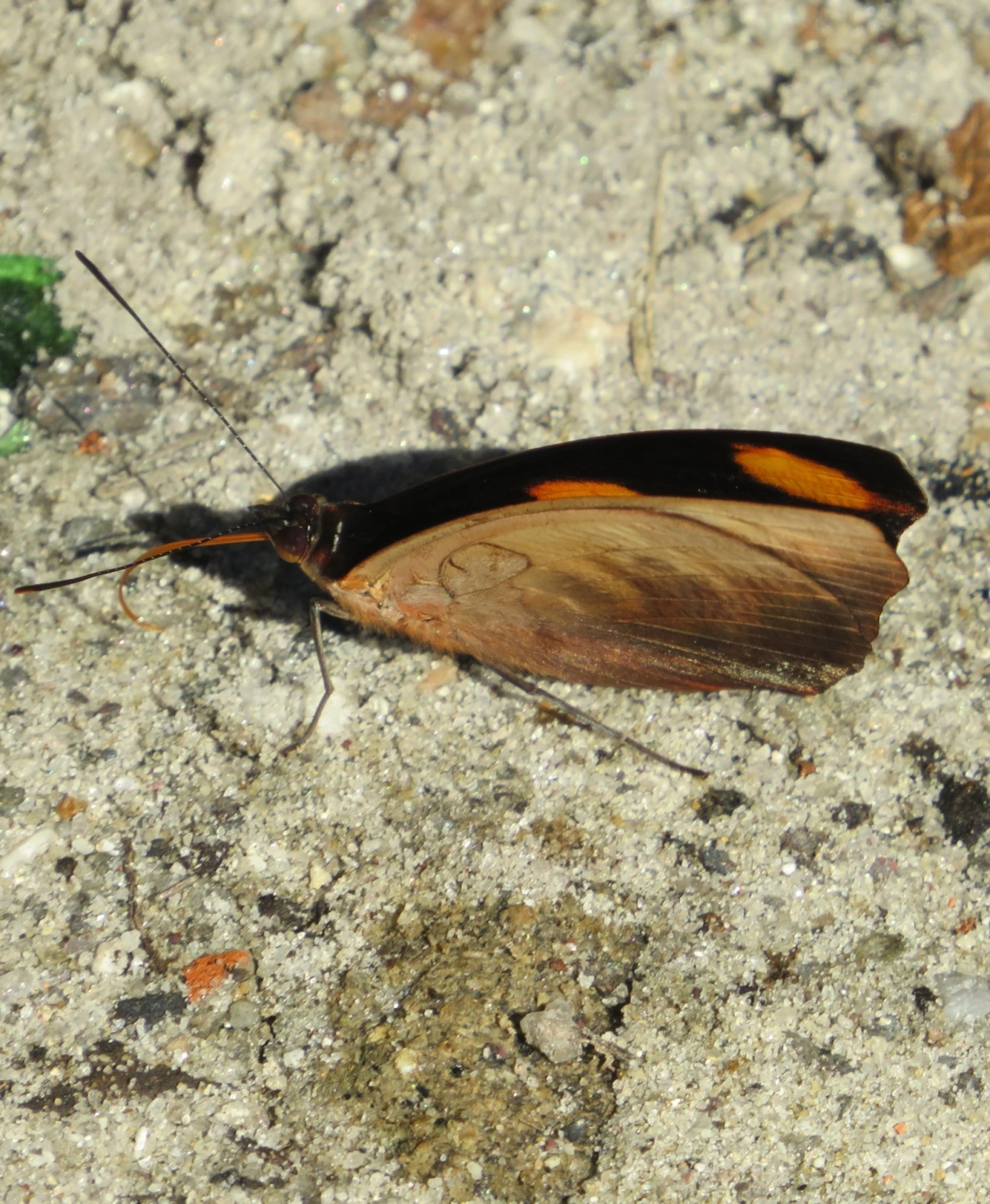 Bandeira-azulada (Catonephele numilia), insetos, fotografado em Maresias, São Sebastião