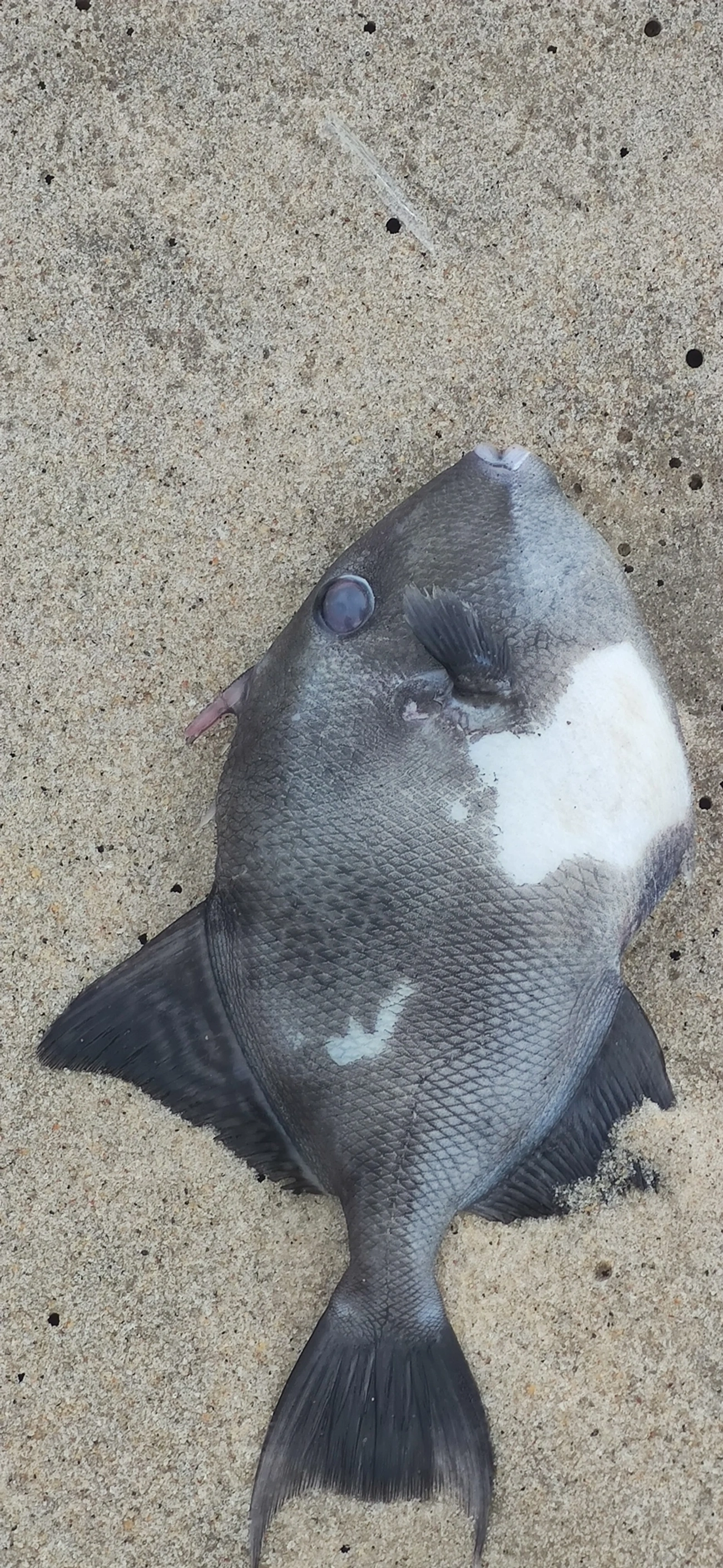 Cangulo (Balistes capriscus), peixes, fotografado em Maresias, São Sebastião