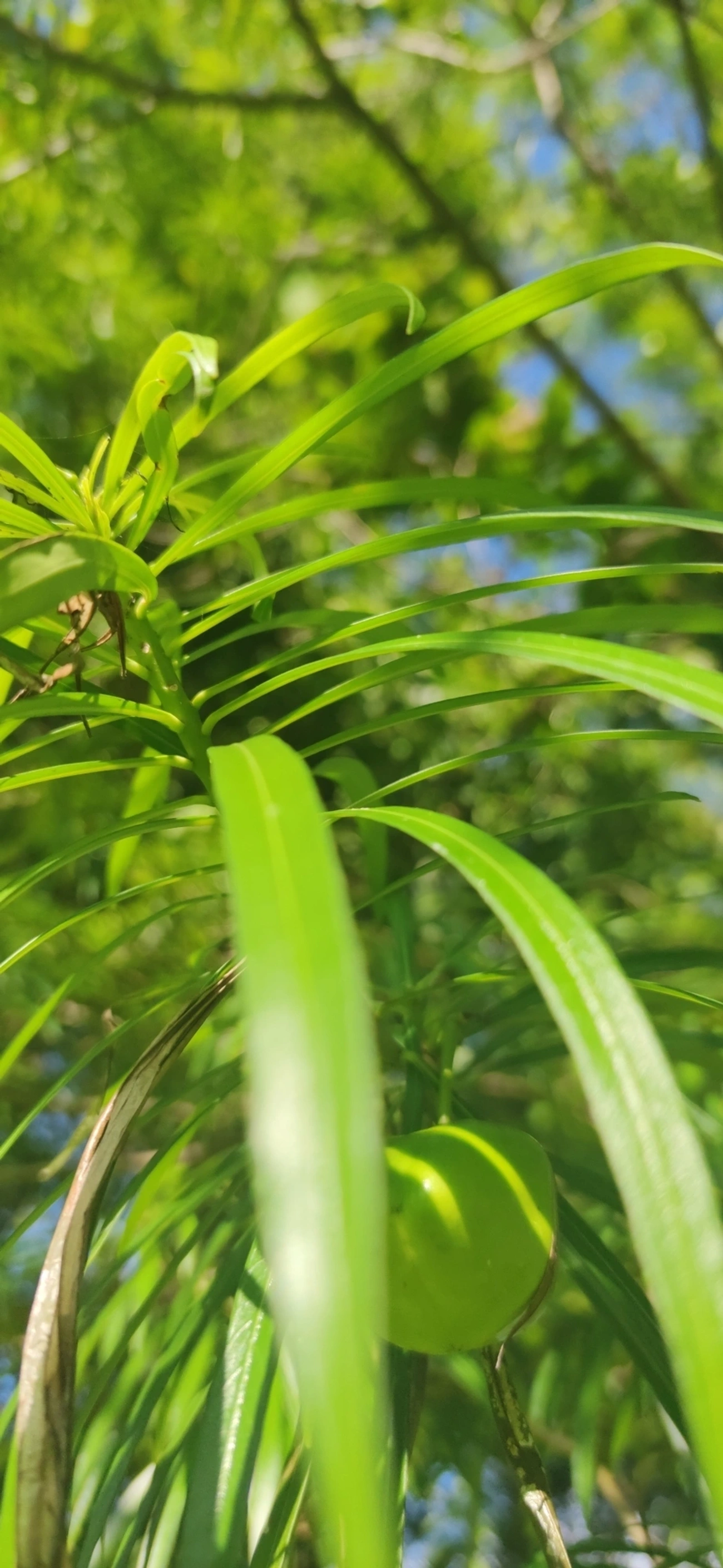Chapéu-de-Napoleão (Cascabela thevetia), plantas, fotografado em Indaiá, Caraguatatuba