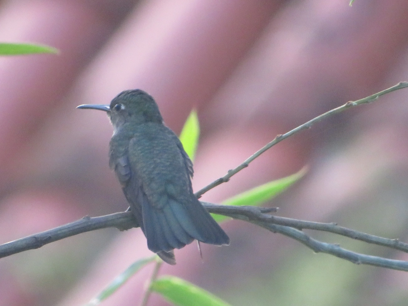 Beija-flor-cinza (Eupetomena cirrochloris), aves, fotografado em Maresias, São Sebastião