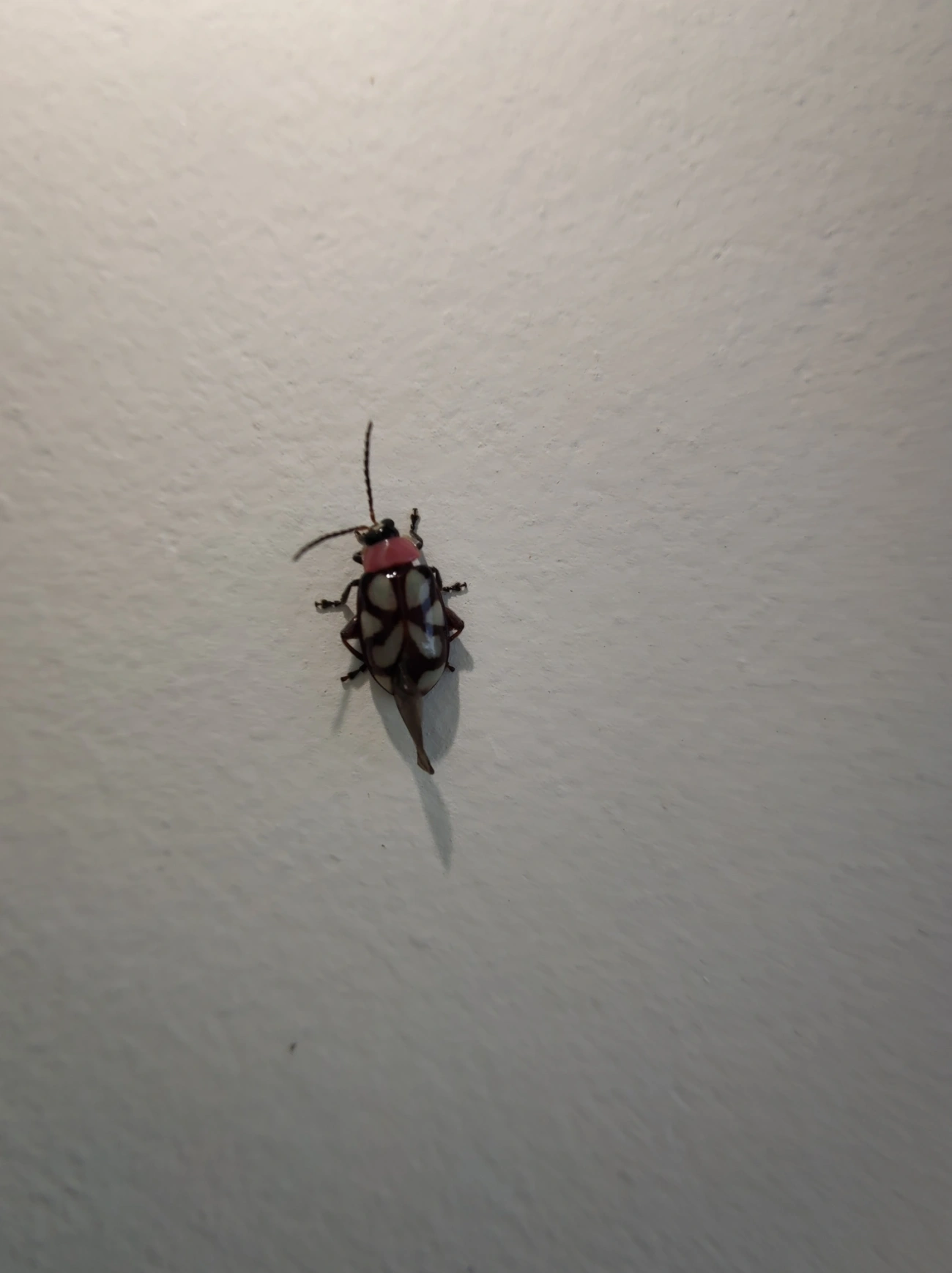 Besouro-pulga-de-faixas-oblíquas (Omophoita albicollis), insetos, fotografado em Maresias, São Sebastião