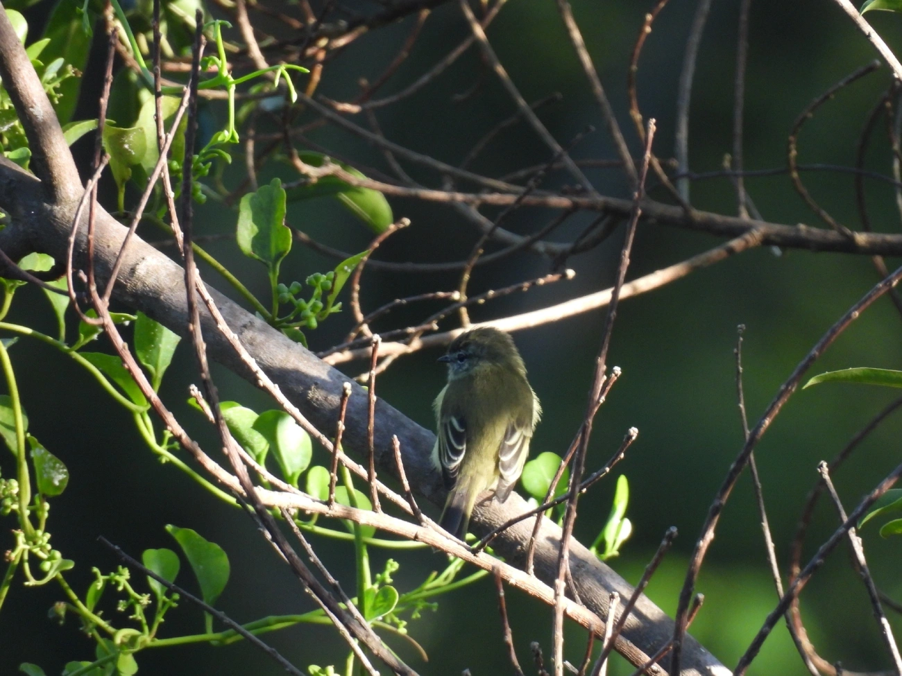 Piolhinho (Phyllomyias fasciatus), aves, fotografado em Engenheiro Passos