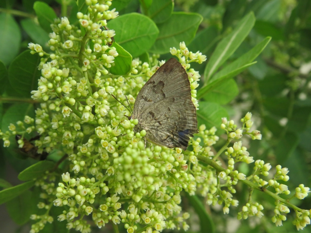 Panthiades hebraeus, insetos, fotografado em Maresias, São Sebastião