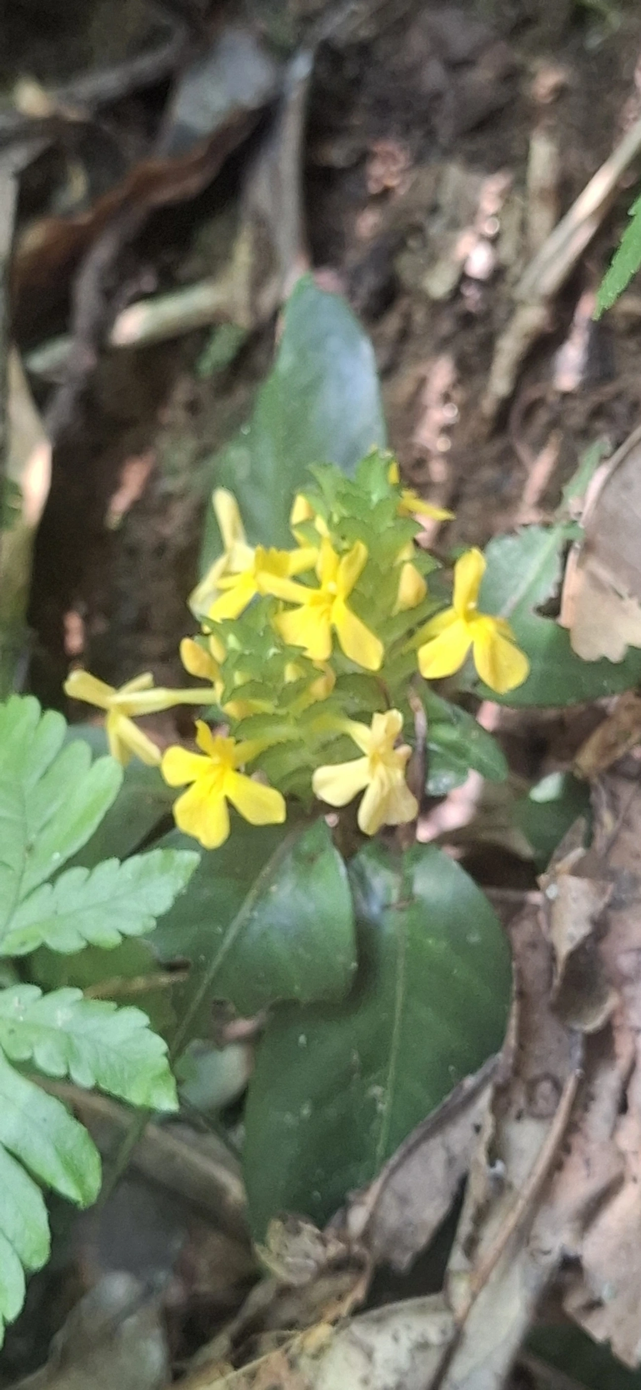 Aphelandra ornata, plantas, fotografado em Maresias, São Sebastião