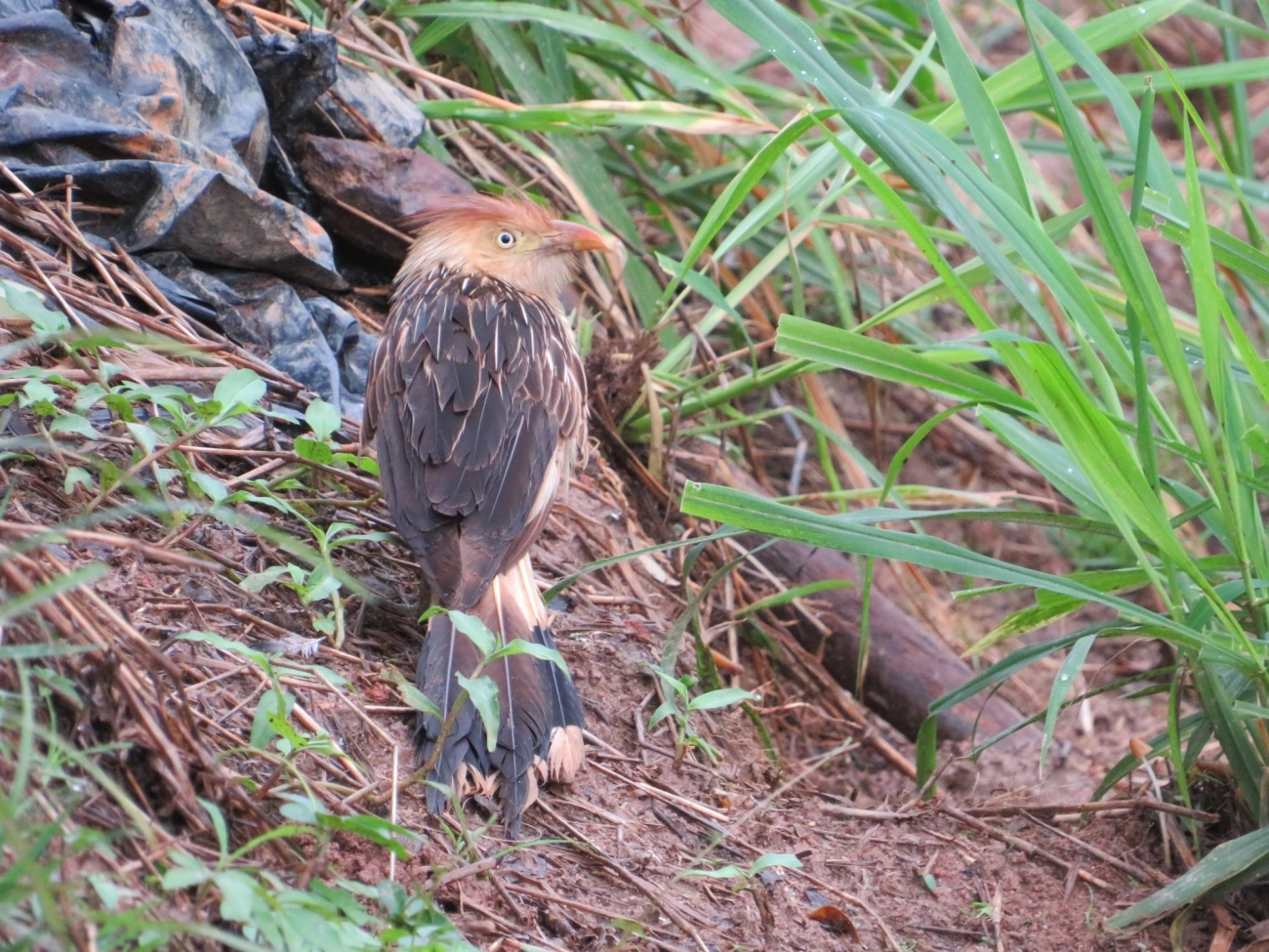 Anu-branco (Guira guira), aves, fotografado em Indaiá, Caraguatatuba