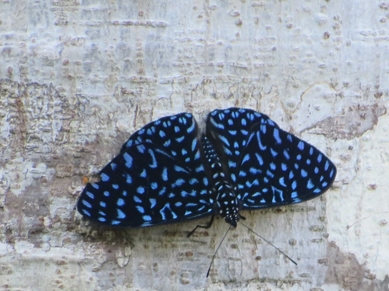 Borboleta-Pororó-Azul (Hamadryas arete), insetos, fotografado em Maresias, São Sebastião