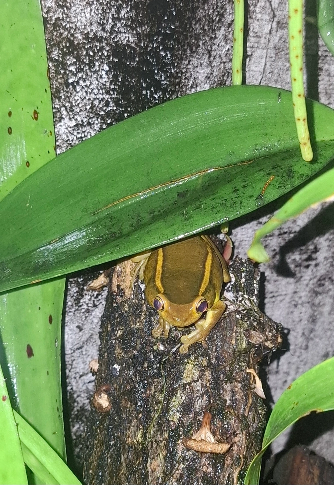 Perereca-grudenta (Trachycephalus mesophaeus), anfíbios, fotografado em Maresias, São Sebastião