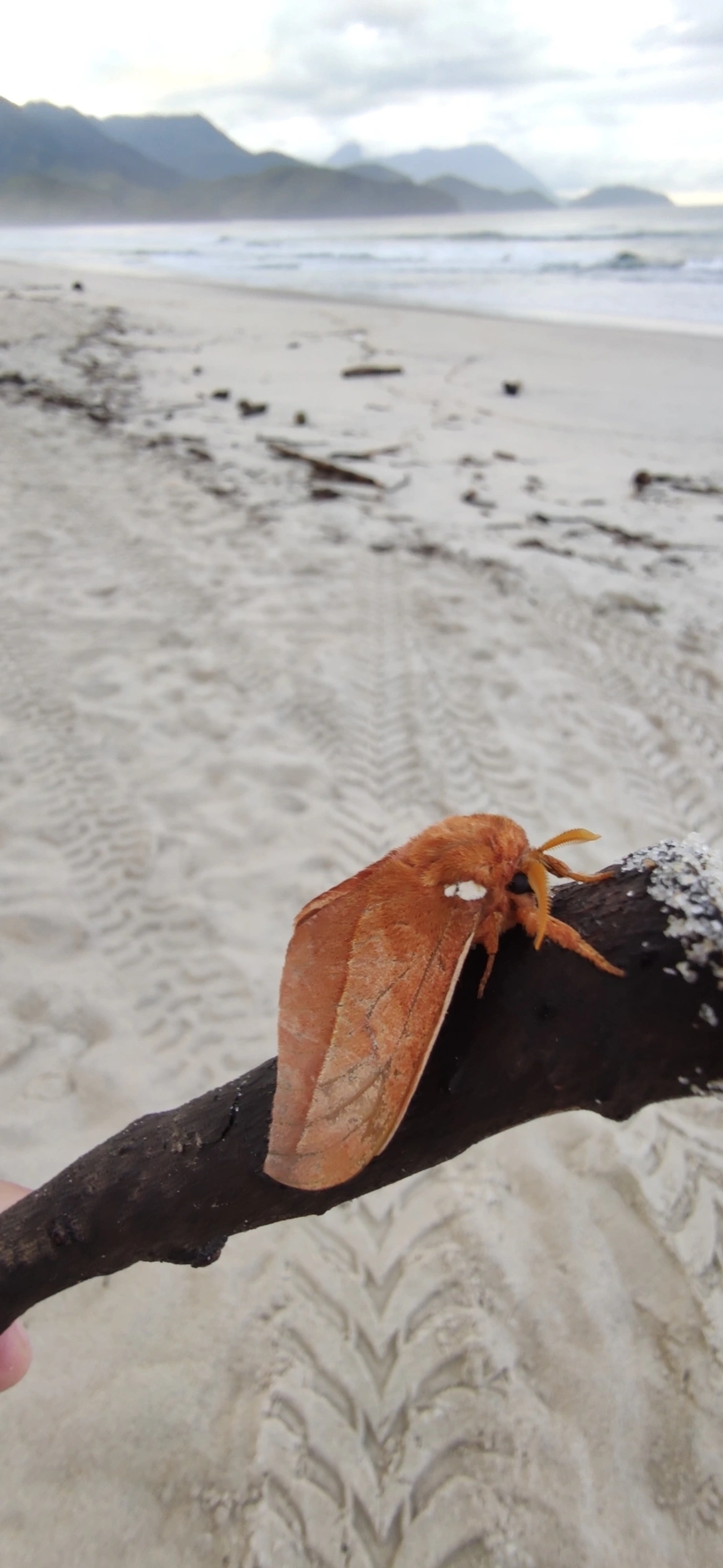 Mariposa-olho-de-coruja (Pseudautomeris brasiliensis), insetos, fotografado em Maresias, São Sebastião