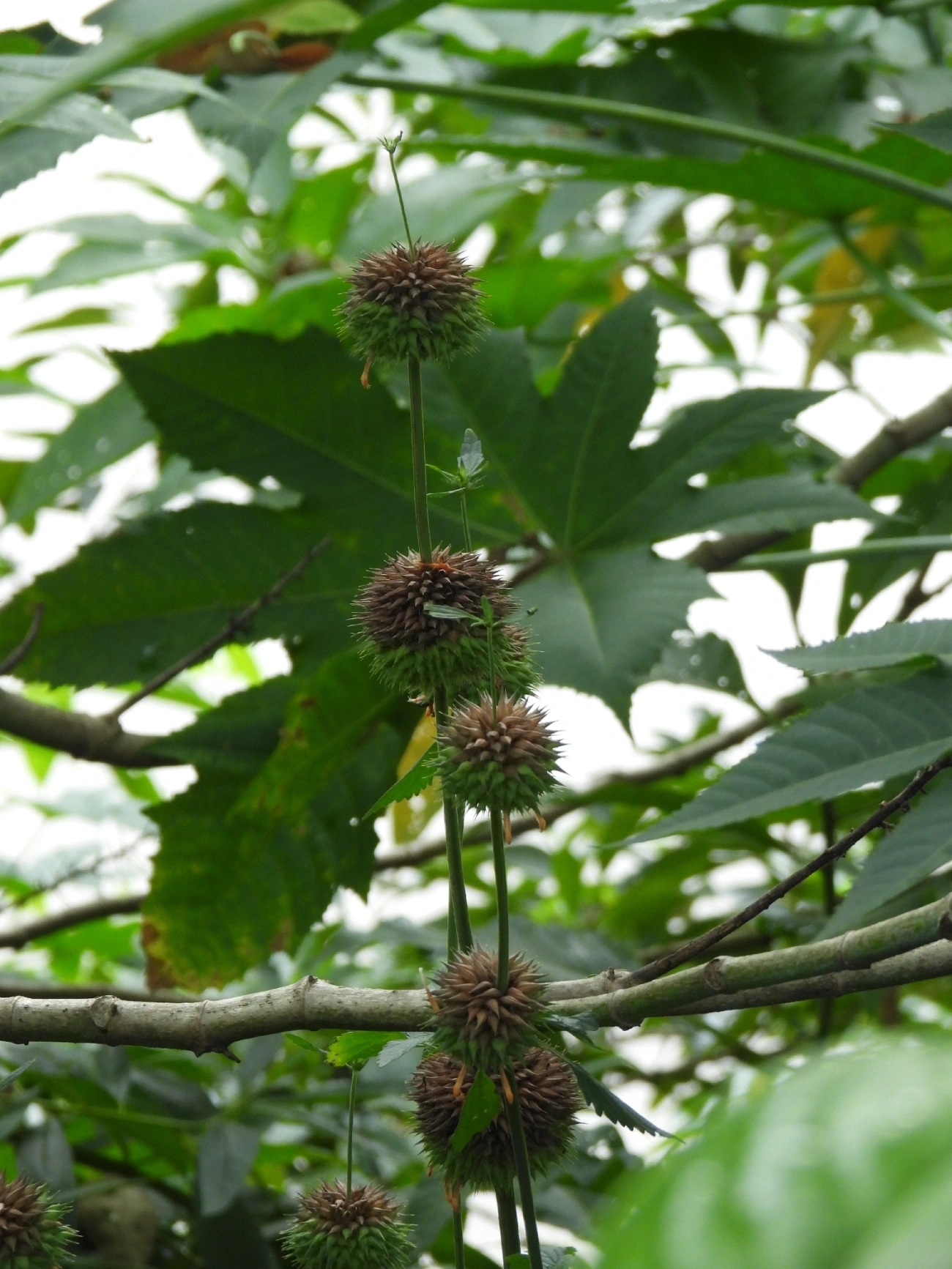 Plantas (Plantae), plantas, fotografado em Guararema