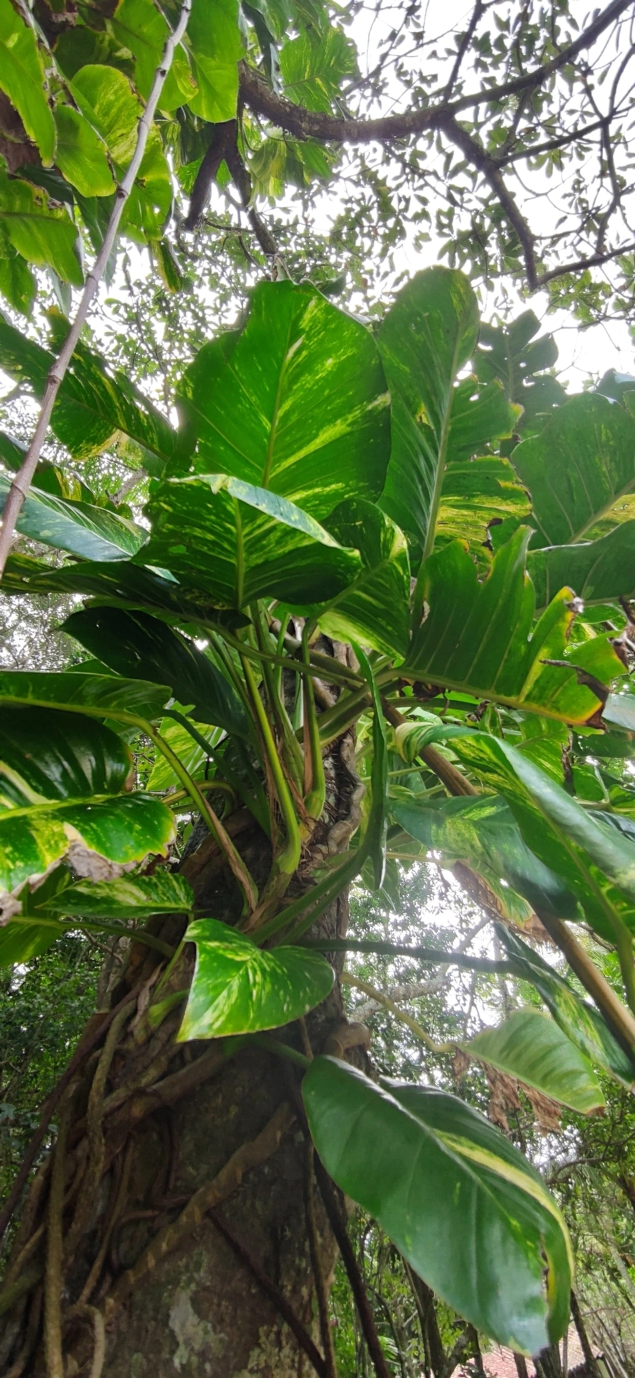 Jibóia (Epipremnum aureum), plantas, fotografado em Paúba, São Sebastião