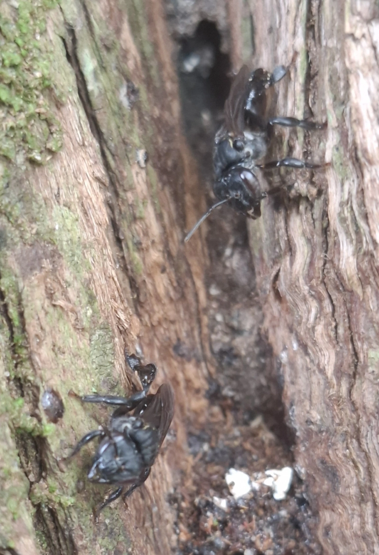 Cephalotrigona, insetos, fotografado em Amparo