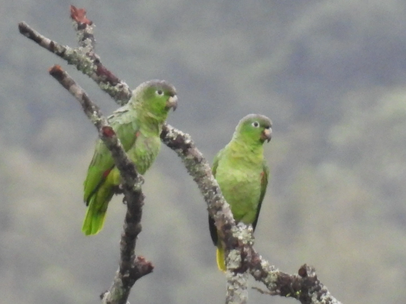 Papagaio-moleiro (Amazona farinosa), aves, fotografado em São Paulo