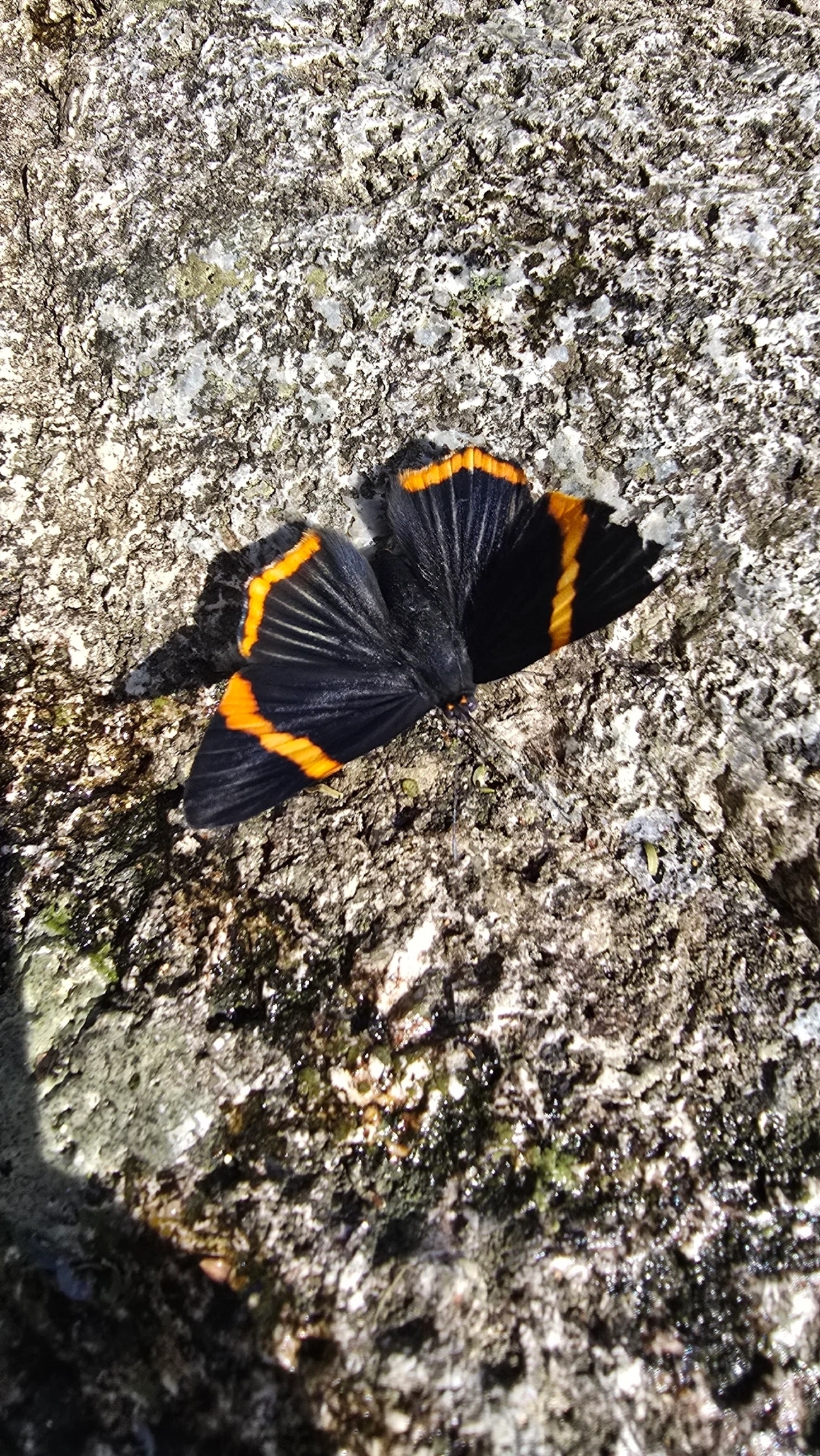 Borboleta-metal lycisca (Riodina lycisca), insetos, fotografado em Queluz
