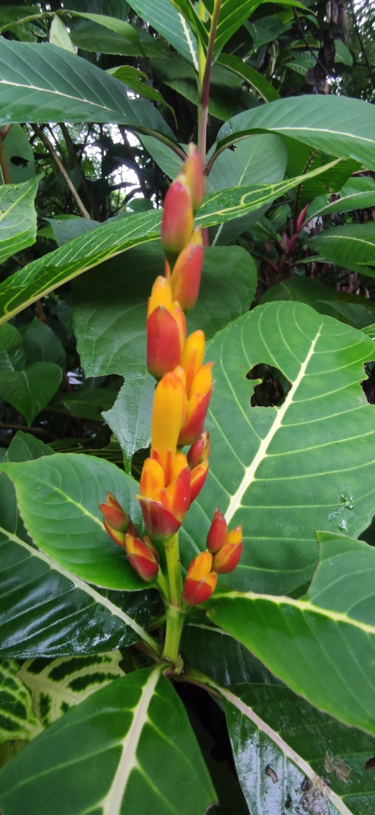 Sanchésia (Sanchezia parvibracteata), plantas, fotografado em Maresias, São Sebastião