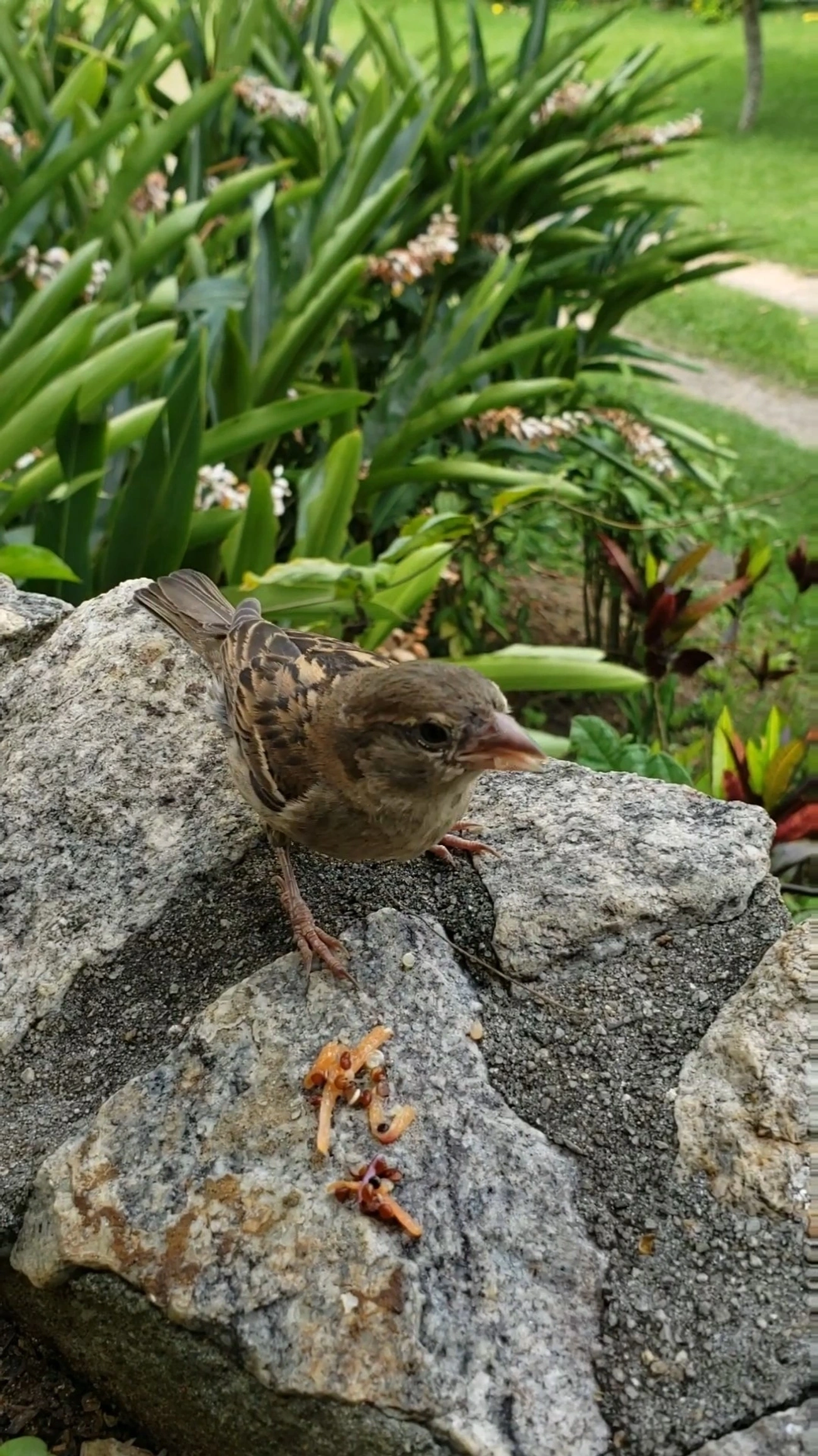 Pardal (Passer domesticus), aves, fotografado em Paraibuna