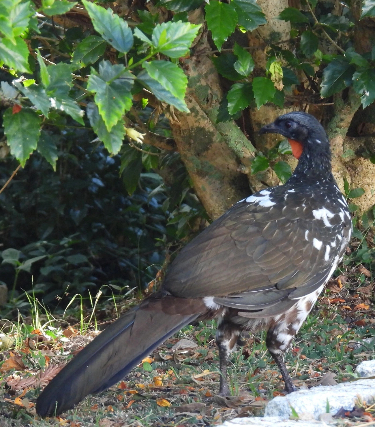 Jacuaçu (Penelope obscura), aves, fotografado em Eng. Passos, Resende
