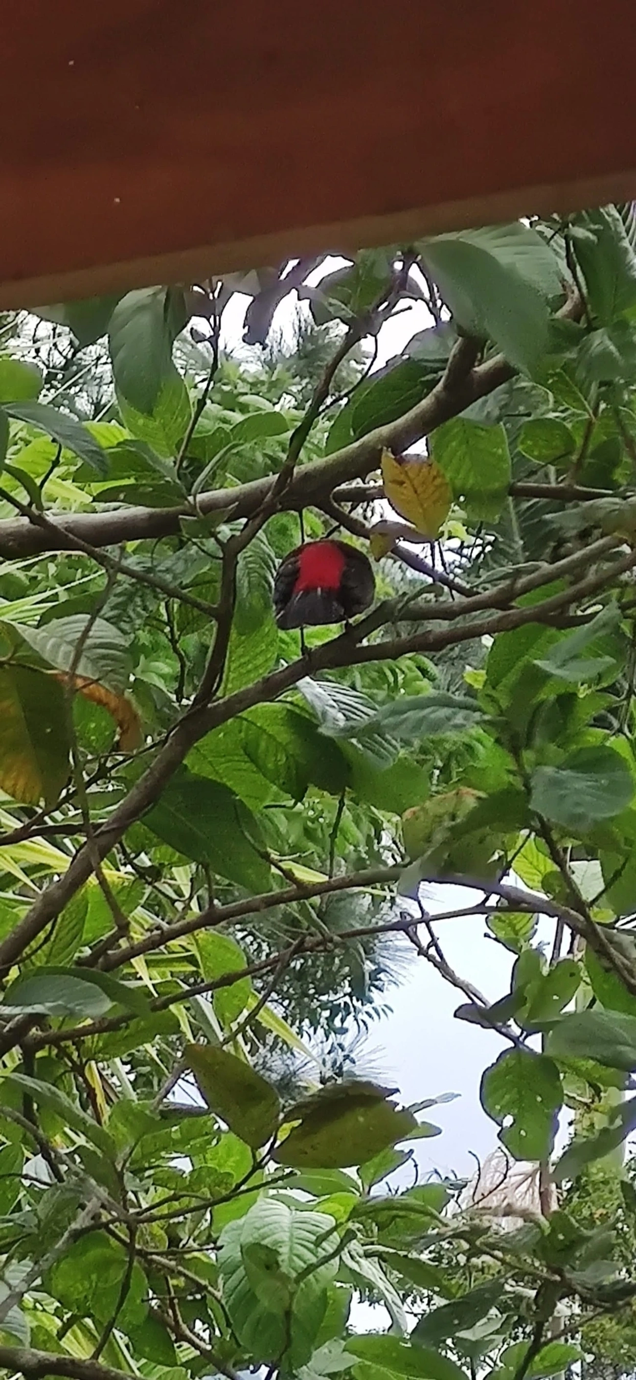 Tiê-sangue (Ramphocelus bresilius), aves, fotografado em Maresias, São Sebastião