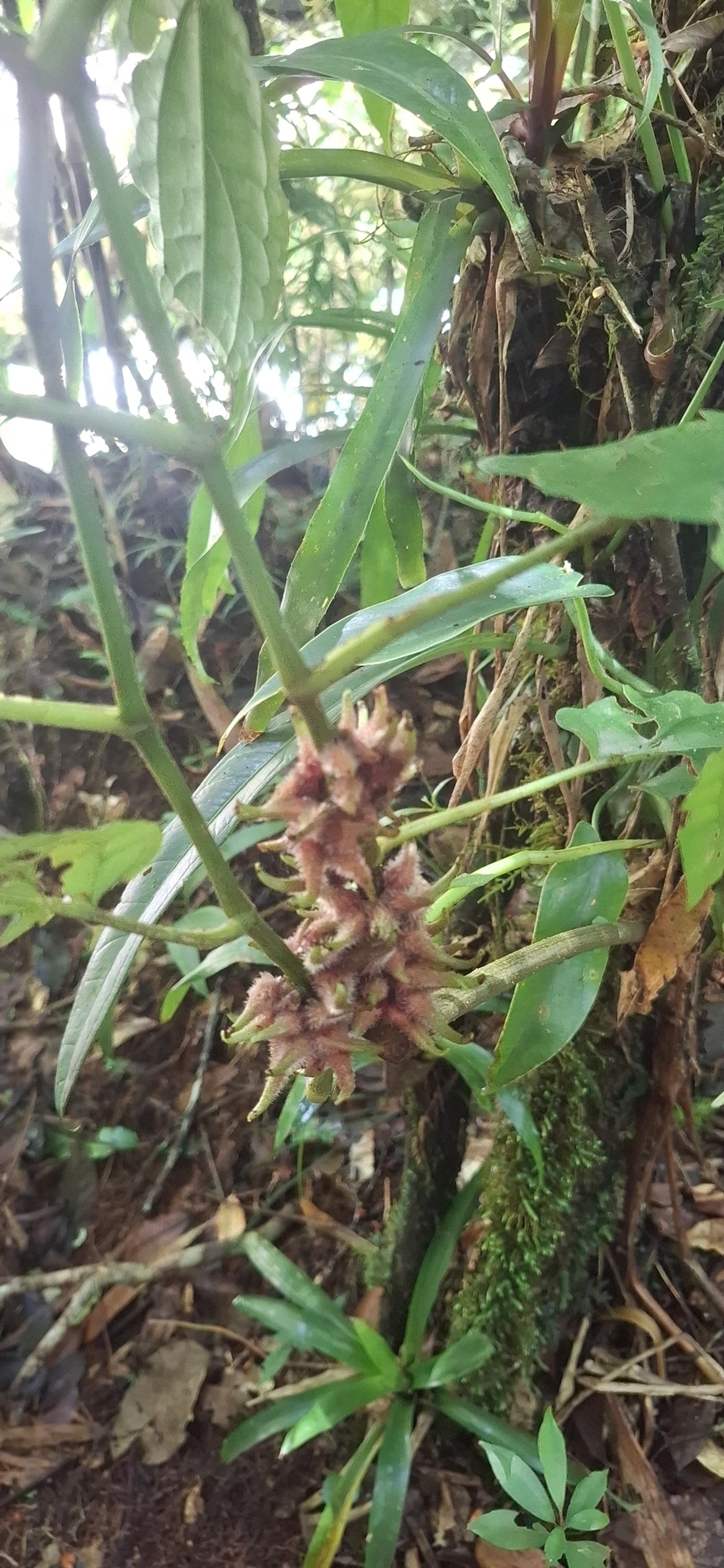 Plantas (Plantae), plantas, fotografado em Queluz