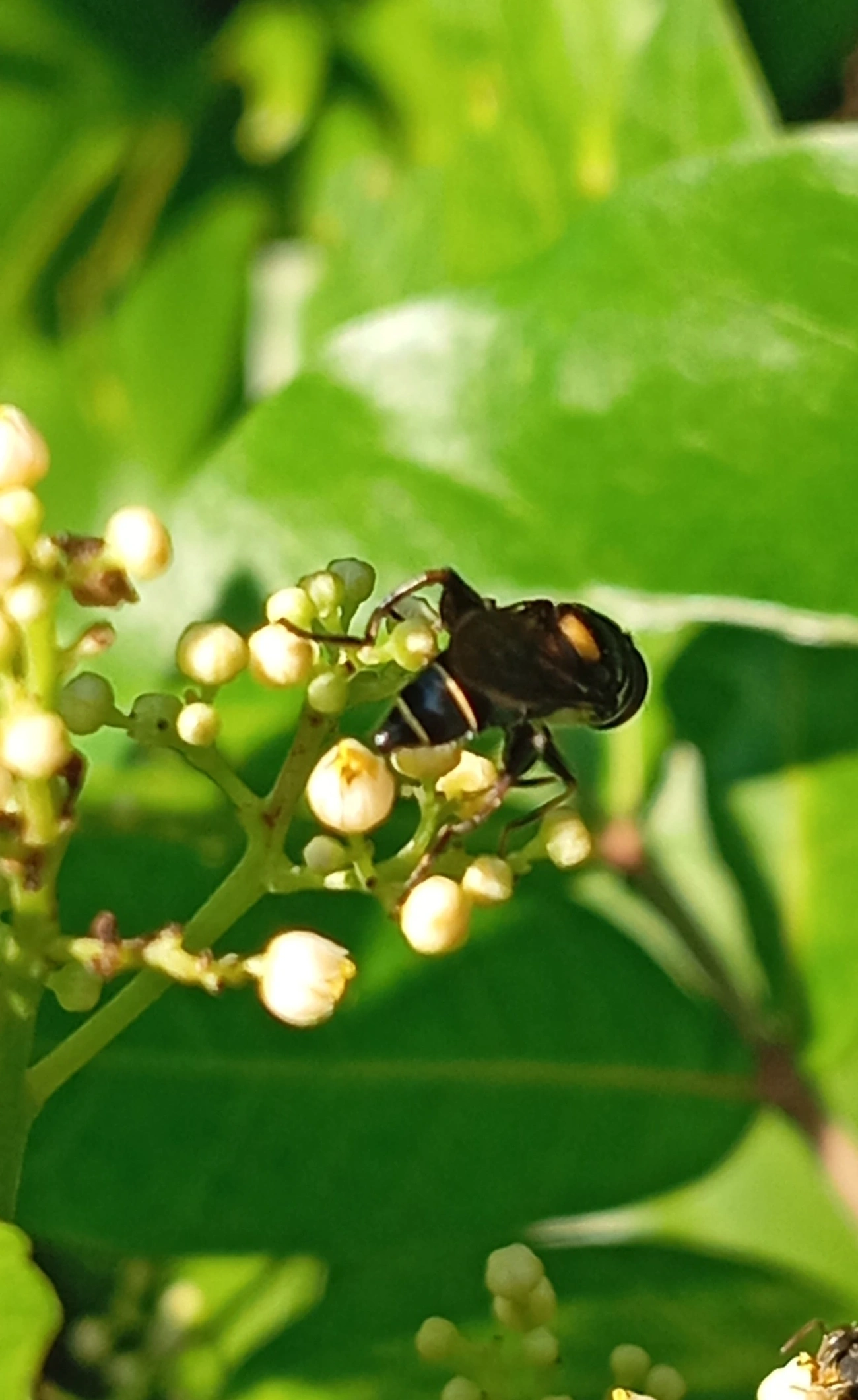 Palpada, insetos, fotografado em Maresias, São Sebastião