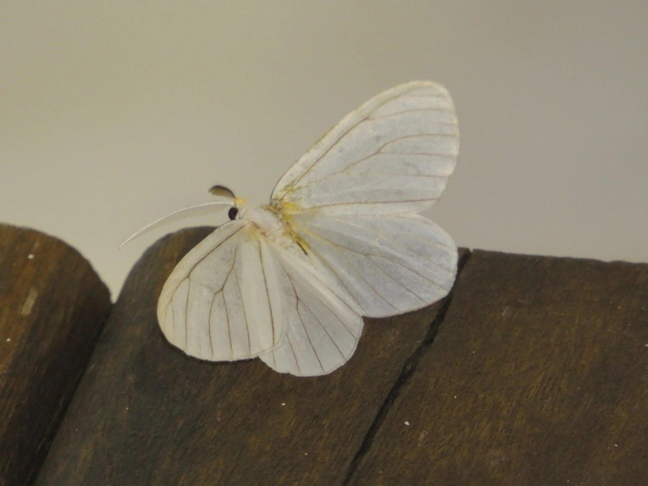 Borboletas e traças (Lepidoptera), insetos, fotografado em Maresias, São Sebastião