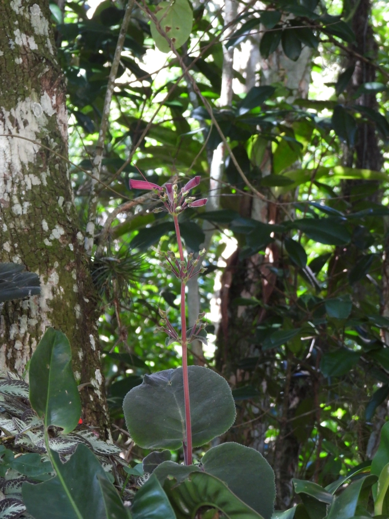 Sinningia iarae, plantas, fotografado em Siriúba, Ilhabela