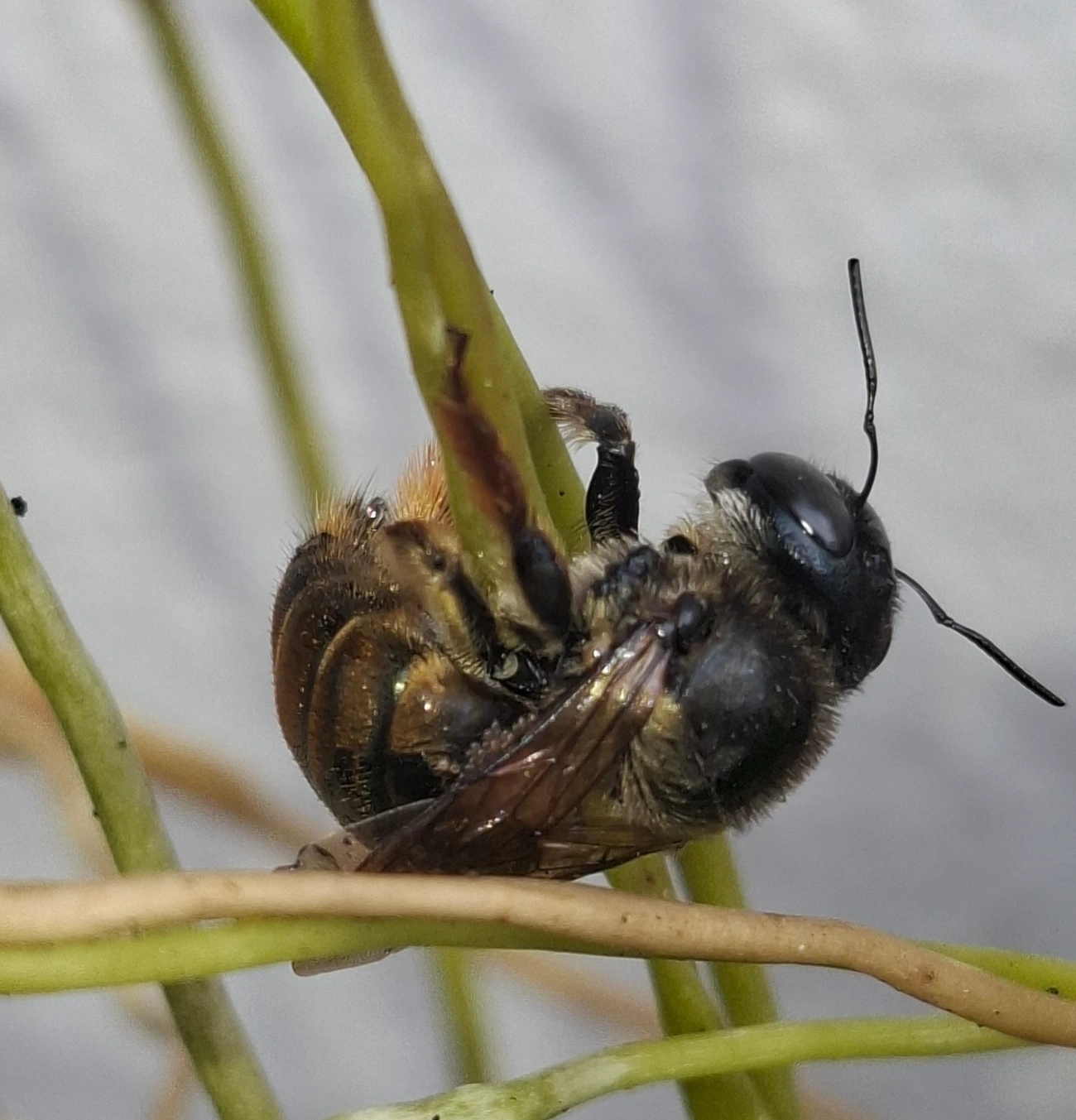 Schonnherria, insetos, fotografado em Maresias, São Sebastião