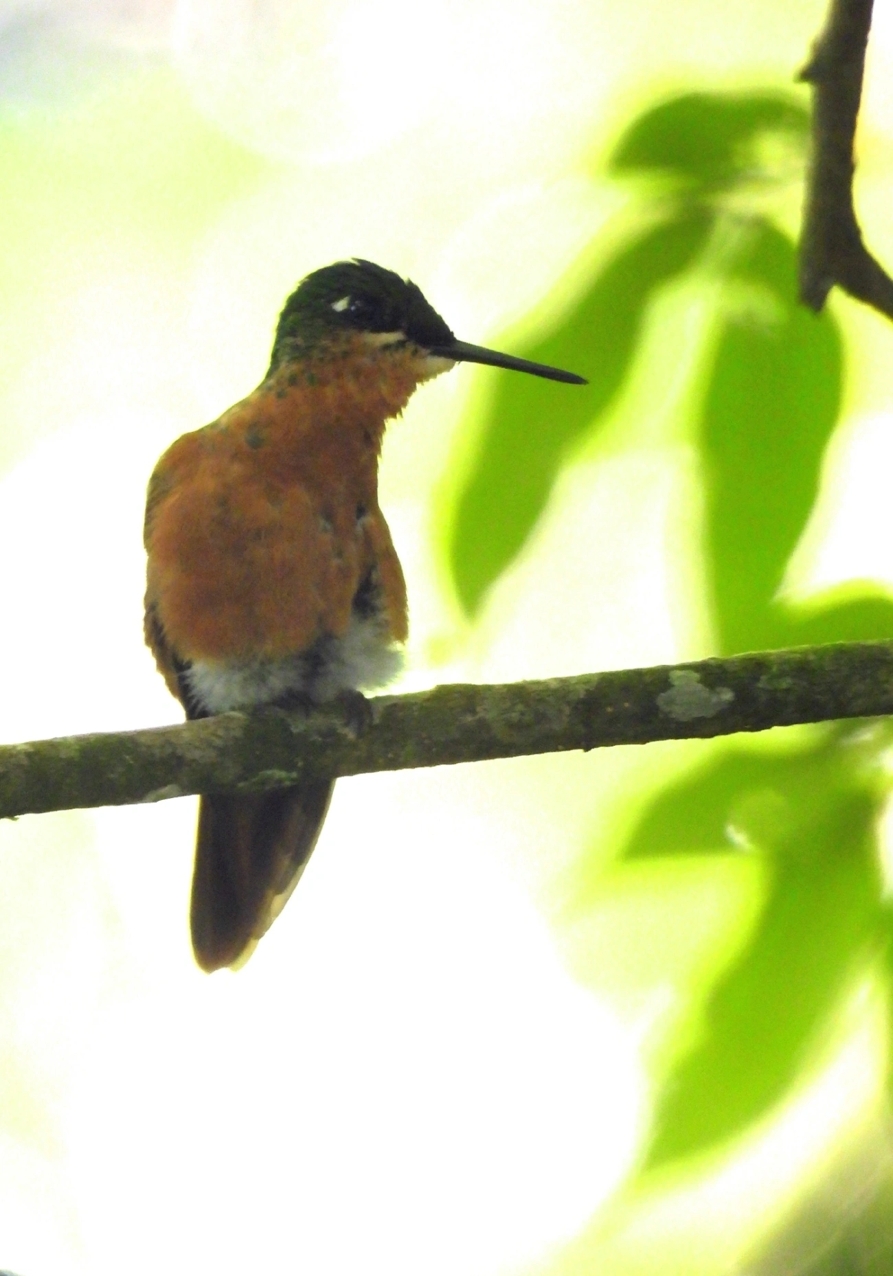 Beija-flor-rubi (Heliodoxa rubricauda), aves, fotografado em Serrinha do Alambari