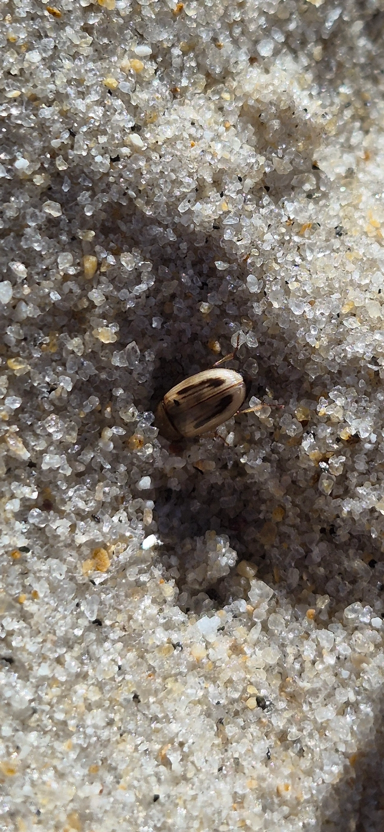 Phaleria testacea, insetos, fotografado em Maresias, São Sebastião