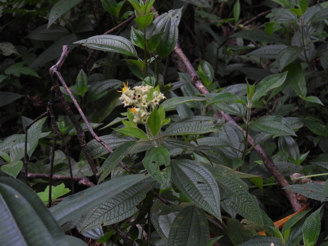 Pixiricas e Afins (Miconia), plantas, fotografado em Queluz