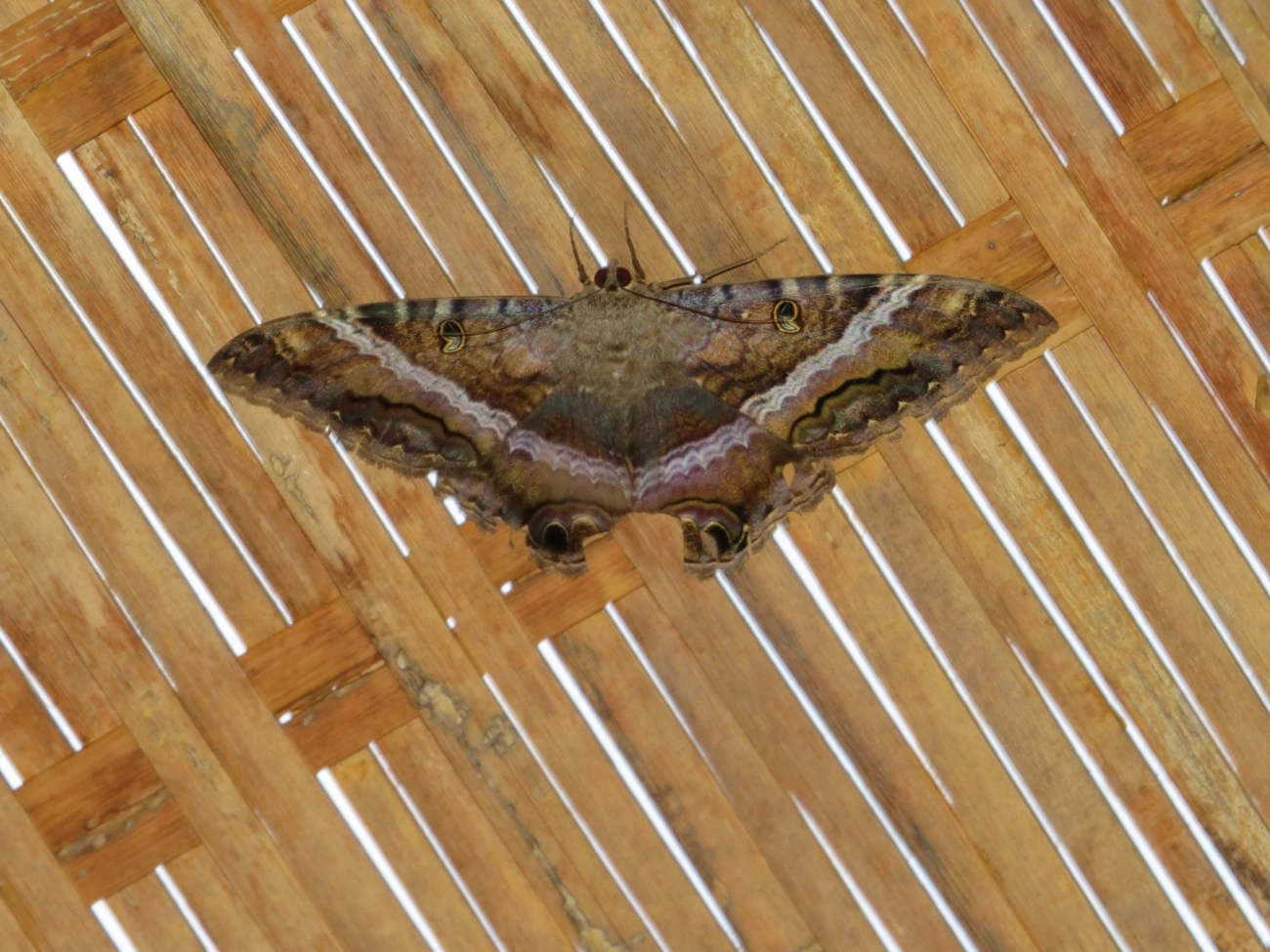 Bruxa-negra (Ascalapha odorata), insetos, fotografado em Maresias, São Sebastião