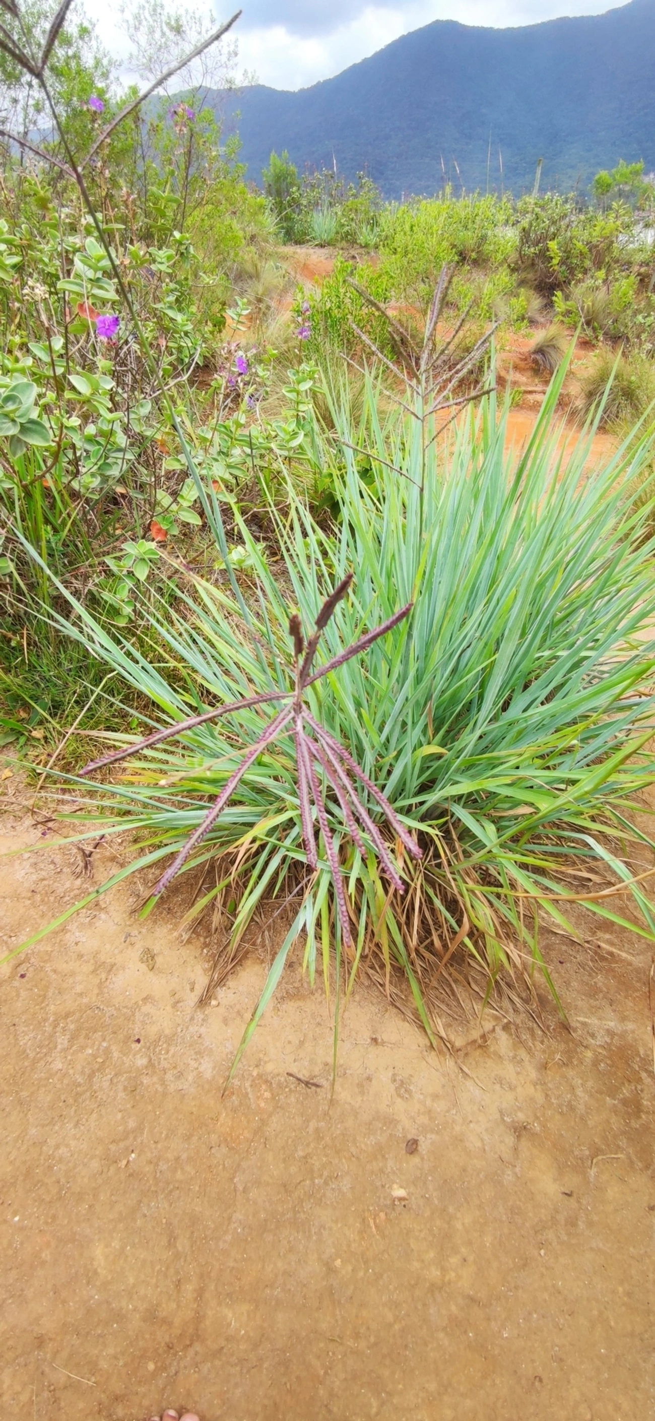 Cymbopogon, plantas, fotografado em Paúba, São Sebastião