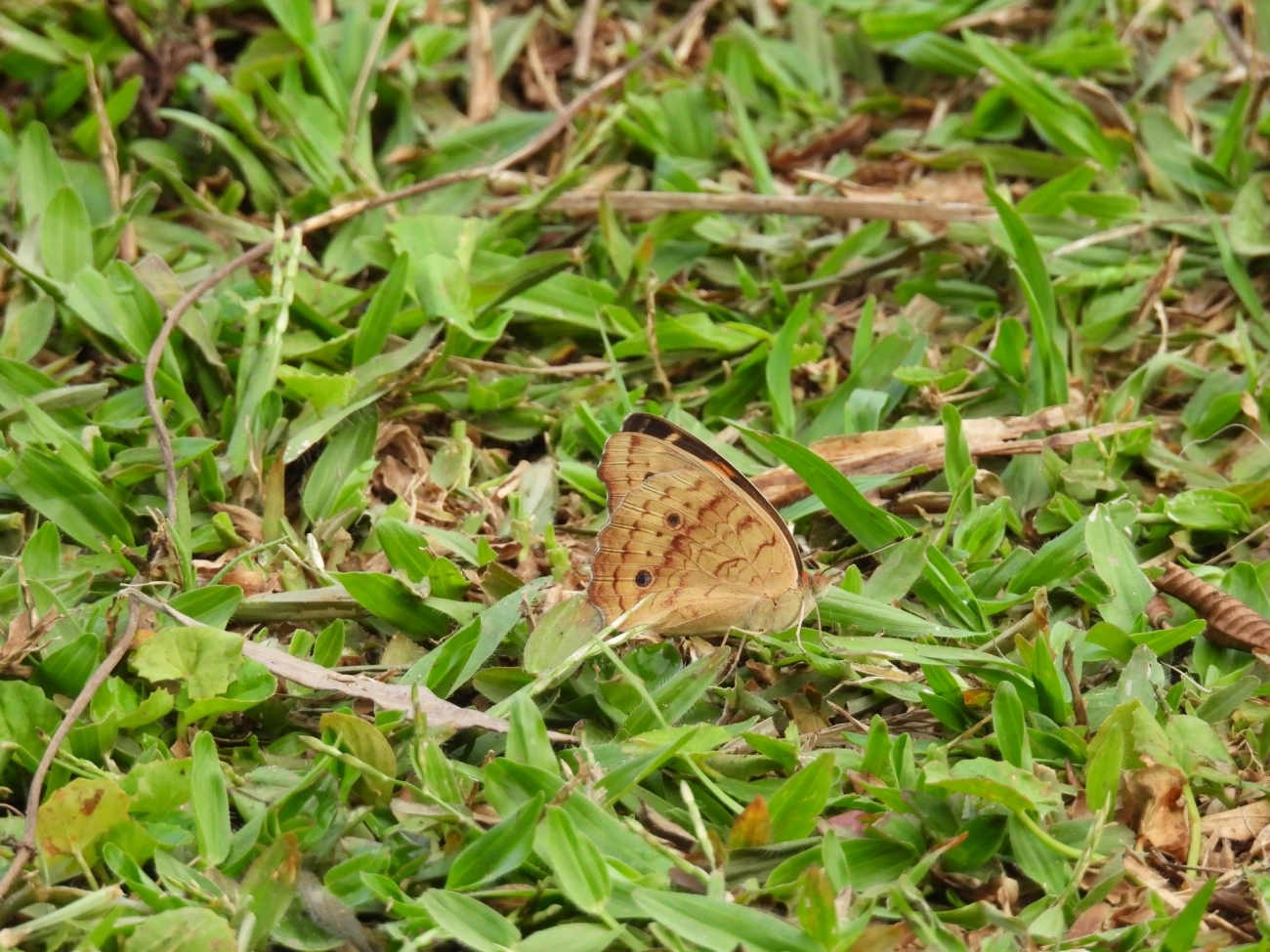 Junonia, insetos, fotografado em Cabreúva