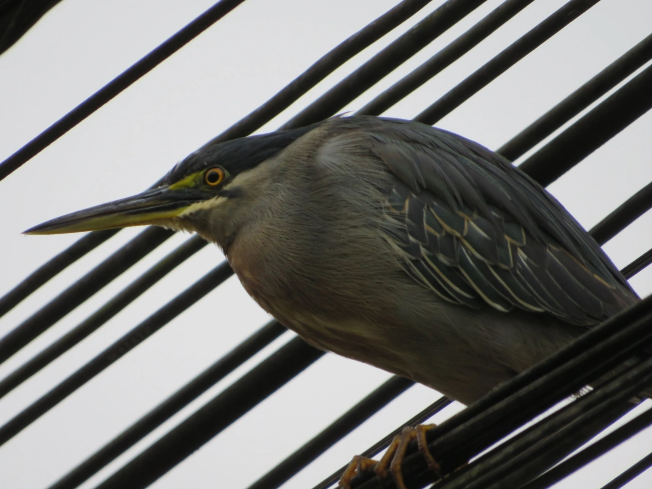 Socozinho (Butorides striata), aves, fotografado em Maresias, São Sebastião