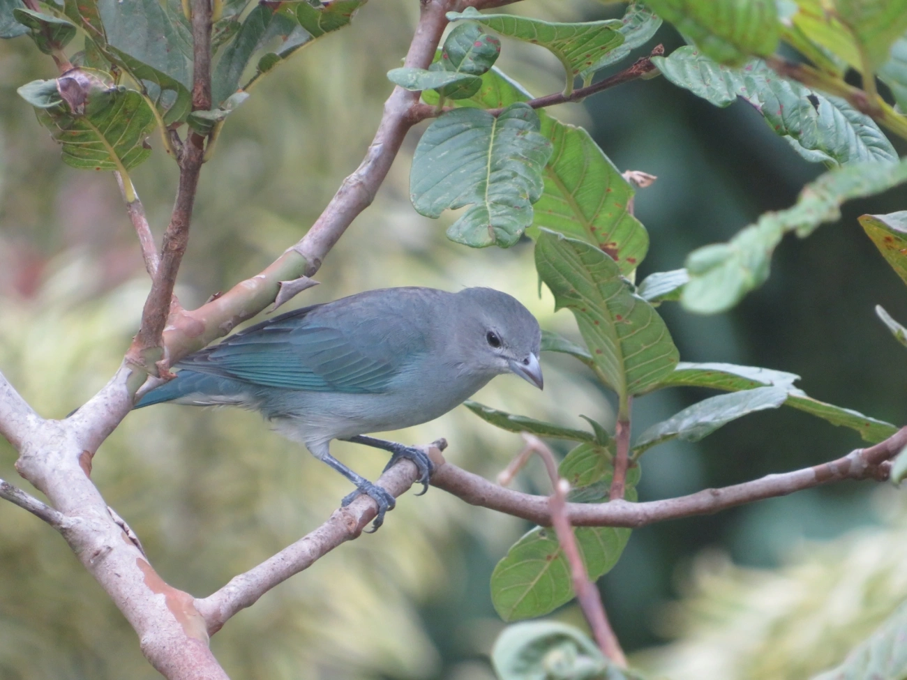 Sanhaço-cinzento (Thraupis sayaca), aves, fotografado em Maresias, São Sebastião