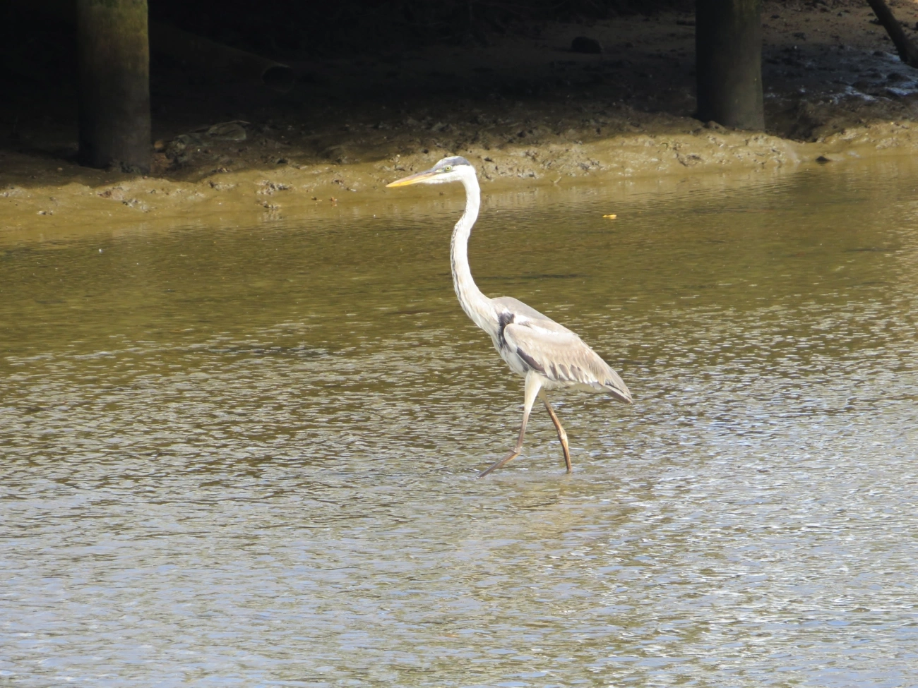 Garça-moura (Ardea cocoi), aves, fotografado em Indaiá, Caraguatatuba