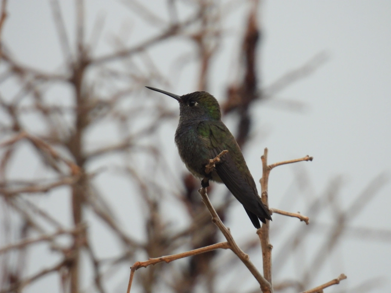 Beija-flor-de-peito-azul (Chionomesa lactea), aves, fotografado em Itamonte